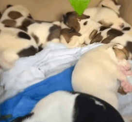 T1505033 Rescuing puppies from the flood during storm part2