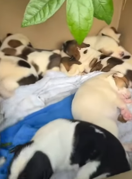 T1505033 Rescuing puppies from the flood during storm part2