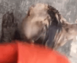 T0406061 Rescue kitten rescue rescueanimals rescuecat rescuekitten cat kitten animals animalsoftiktok fyp part2