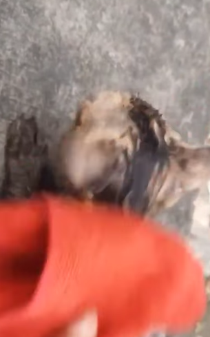 T0406061 Rescue kitten rescue rescueanimals rescuecat rescuekitten cat kitten animals animalsoftiktok fyp part2