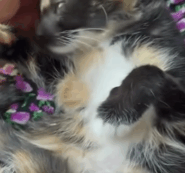 T1705018 Rescue of a little abandoned kitten with paw problem part2