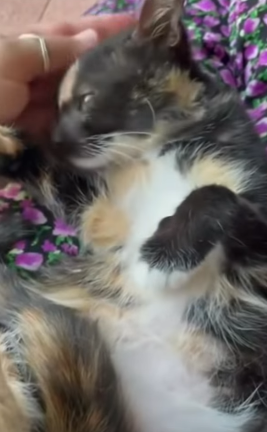 T1705018 Rescue of a little abandoned kitten with paw problem part2