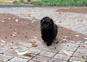 T1605020 found a barely alive puppy on the side of the road part2