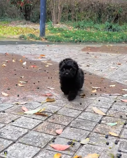 T1605020 found a barely alive puppy on the side of the road part2