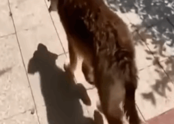 D1705025 Distressing noise of this dog will haunt me for life if this didn happened to it part2