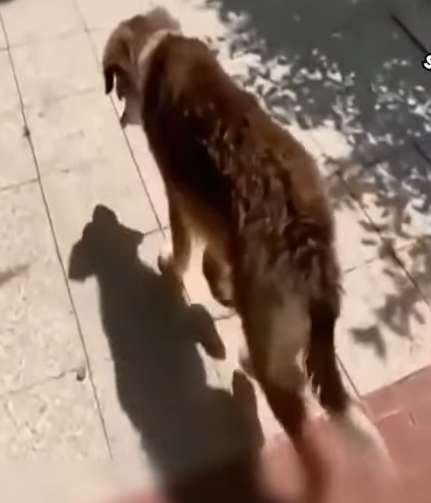 D1705025 Distressing noise of this dog will haunt me for life if this didn happened to it part2