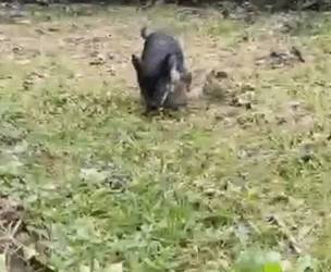 T1905023 THis dog life just changed forever overnight part2