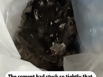 T2105007 Rescue cat part2