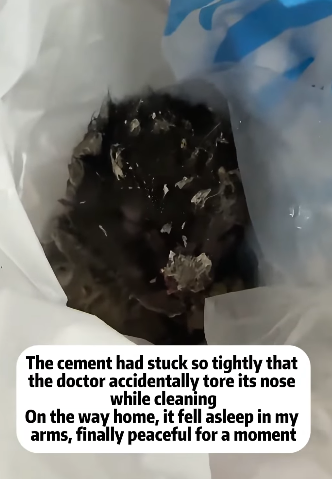 T2105007 Rescue cat part2