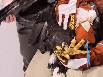 T2305018 Saved a hawk stuck in the front of a car part2