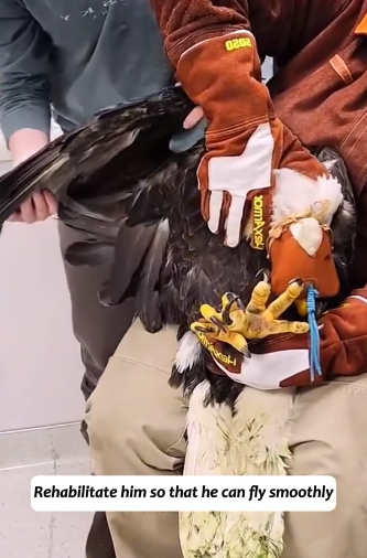 T2305018 Saved a hawk stuck in the front of a car part2