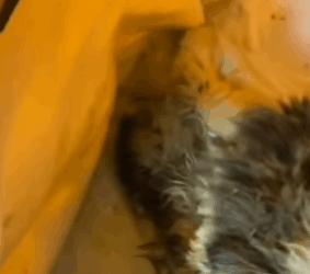 T0406049 Rescue of an abandoned cat who is not well I pick him up part2