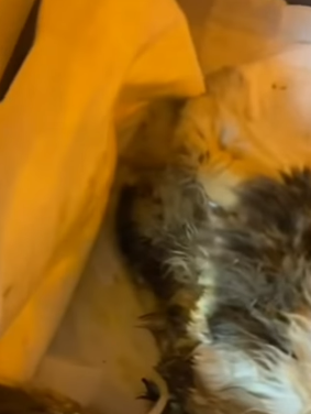 T0406049 Rescue of an abandoned cat who is not well I pick him up part2