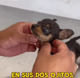 T1705007 Rescue of a little dog abandoned in the rain with pimples part2