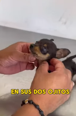 T1705007 Rescue of a little dog abandoned in the rain with pimples part2