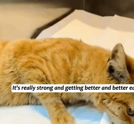 T1605028 encounter a cat injured in a car accident, then part2