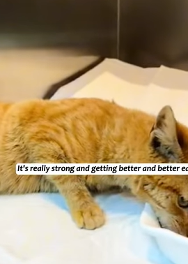 T1605028 encounter a cat injured in a car accident, then part2