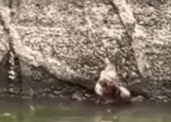 D1705012 Downstream and in Danger Dog River Rescue part2