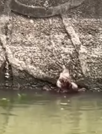 D1705012 Downstream and in Danger Dog River Rescue part2