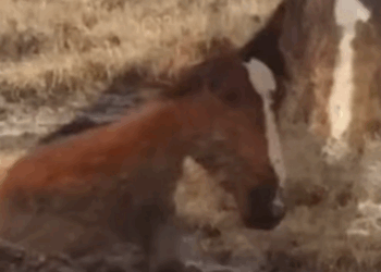 T1905008 Trapped in the Mud Horse Dramatic Rescue part2