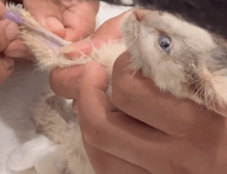 T2105016 Rescue cat part2