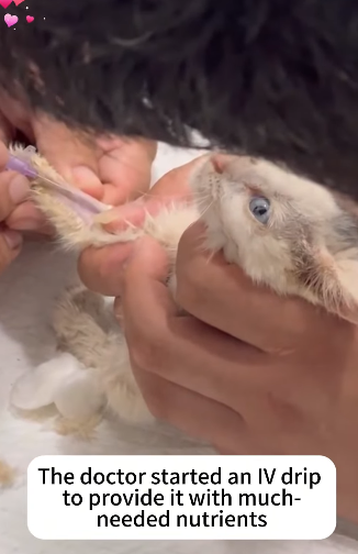 T2105016 Rescue cat part2