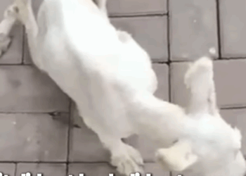 T2305017 Waiting for a miracle part2