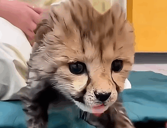 T2505003 A family found a injured cheetah dragging its back legs and then part2