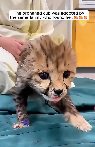 T2505003 A family found a injured cheetah dragging its back legs and then part2