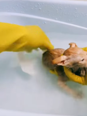 T0406019 Rescue of a small kitten abandoned in a water canal❤️ #heroes part2