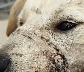 T0406068 Rescue baby dog fyp rescue animal rescueanimal rescuedog dog part2