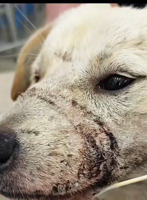 T0406068 Rescue baby dog fyp rescue animal rescueanimal rescuedog dog part2