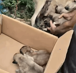 T1705002 Rescue of a family of dogs abandoned nearby in the garbage❤ part2