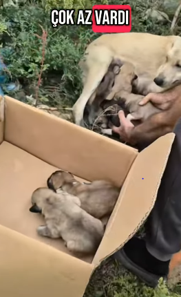 T1705002 Rescue of a family of dogs abandoned nearby in the garbage❤ part2