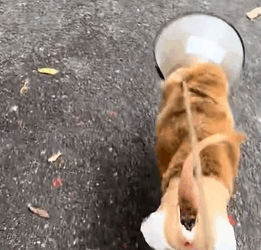 T1605017 A severely ill and abandoned dog，though it cost a lot of money and effort, in that moment when it regained its health, everything was worth it#animalsoftiktok #fyp #resc part2