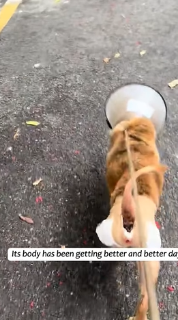 T1605017 A severely ill and abandoned dog,though it cost a lot of money and effort, in that moment when it regained its health, everything was worth it#animalsoftiktok #fyp #resc part2