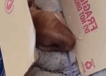 D1705009 Left at the Door Dog Abandoned by the Ones He Loved part2