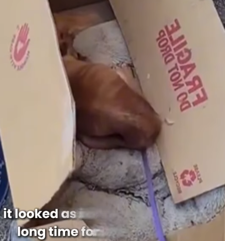 D1705009 Left at the Door Dog Abandoned by the Ones He Loved part2