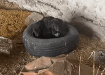 T1505014 This morning rescue of three small dogs abandoned part2