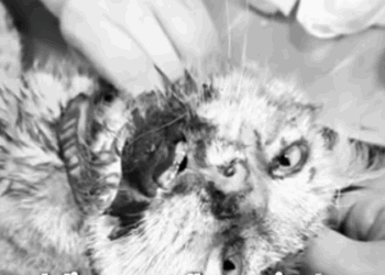 T1905012 She Was Fading Fast Until Miracle Found Her part2