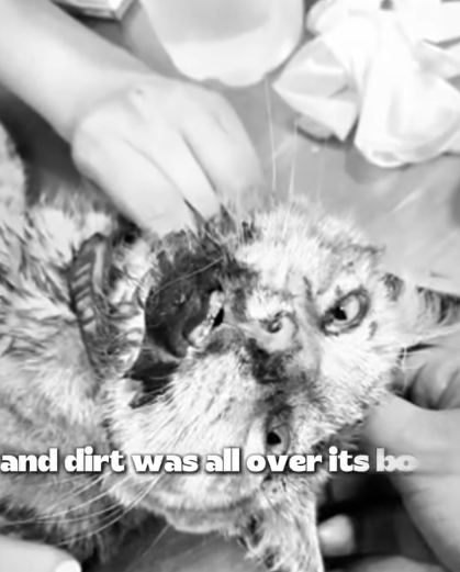 T1905012 She Was Fading Fast Until Miracle Found Her part2