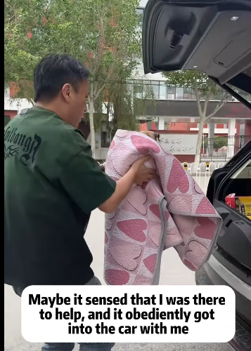 T2105002 Rescue dog part2