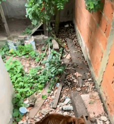 T2305014 Rescued an abandoned dog inside an old house without eat part2