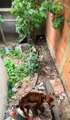 T2305014 Rescued an abandoned dog inside an old house without eat part2