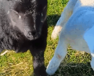 T2505004 Broken Baby Sheep Survives Against All Odds part2