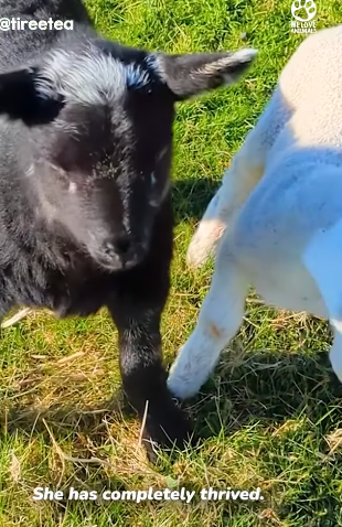 T2505004 Broken Baby Sheep Survives Against All Odds part2