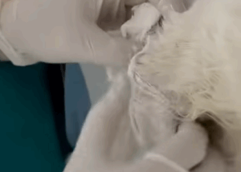 T0406006 Rescue of a small kitten abandoned in a canal fromqua part2