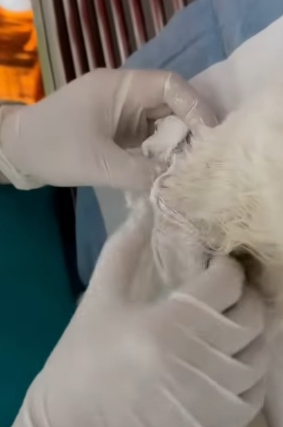 T0406006 Rescue of a small kitten abandoned in a canal fromqua part2