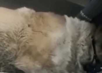 T0406056 Poor Dog Sitting In The Snow And Suffering All Night Long part2