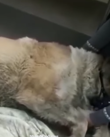 T0406056 Poor Dog Sitting In The Snow And Suffering All Night Long part2